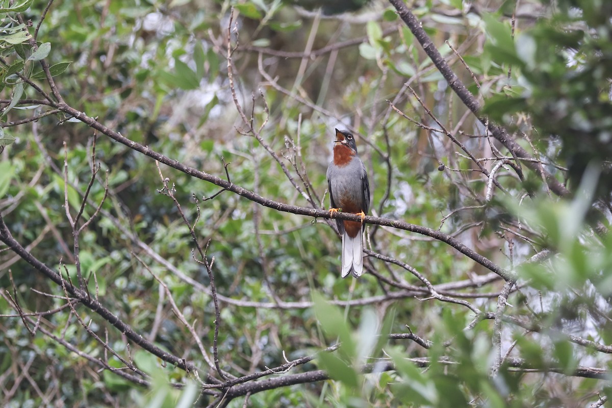 Solitario Gorjirrufo - ML621729858