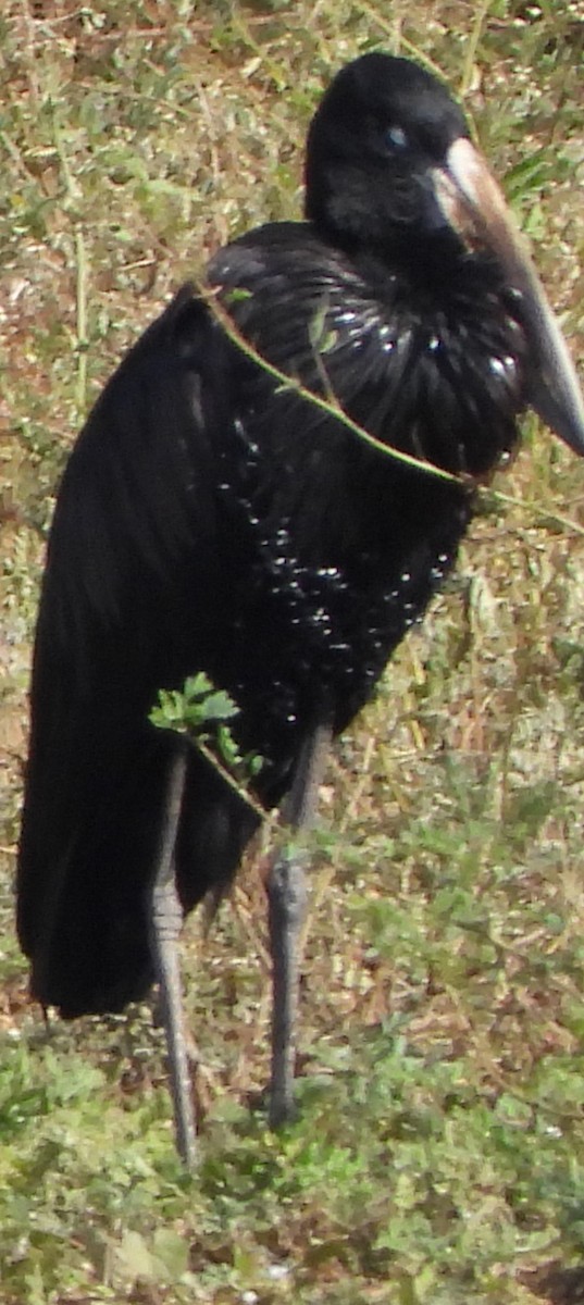 African Openbill - Shiela Shallcross