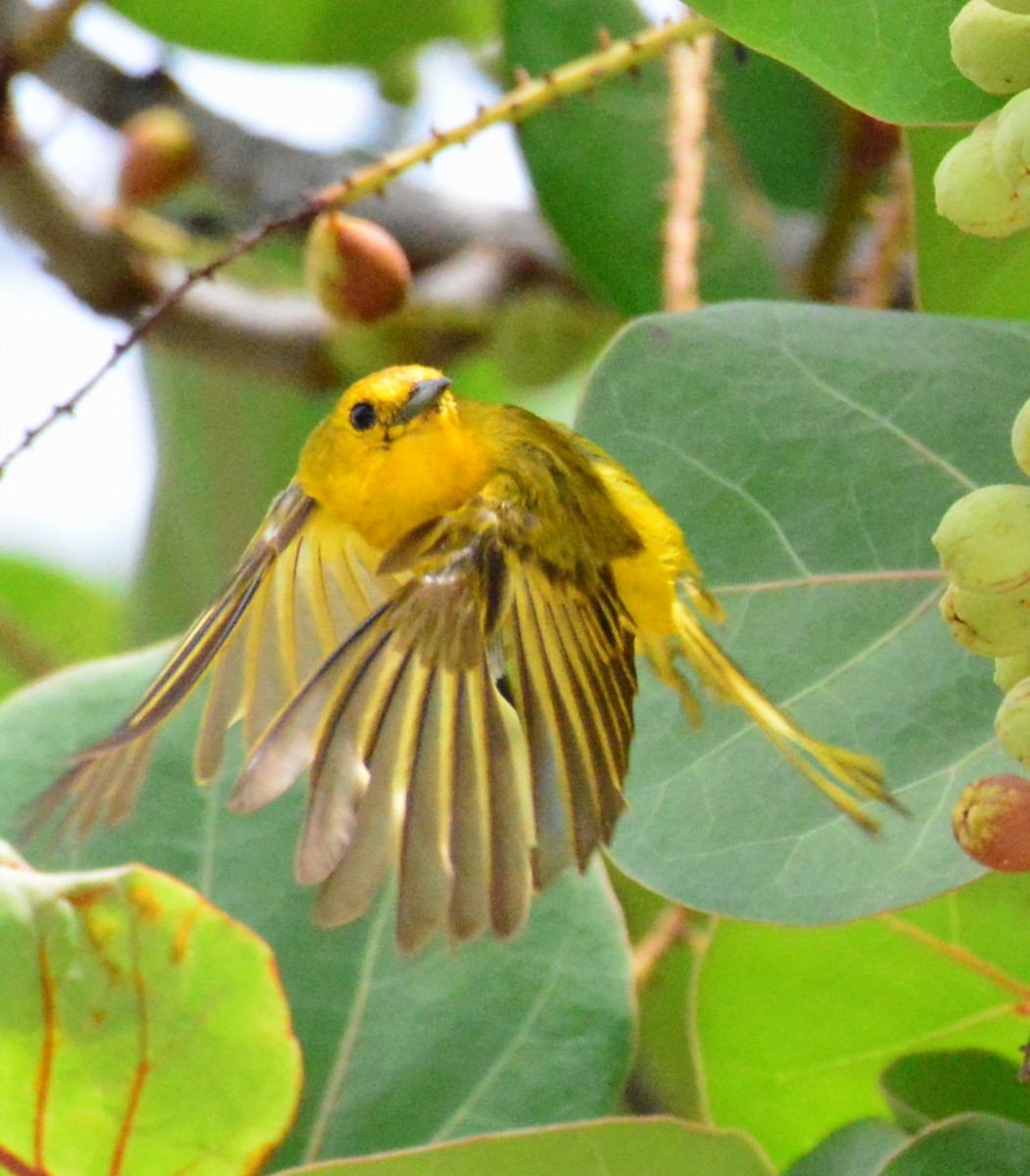 Paruline jaune - ML621729914