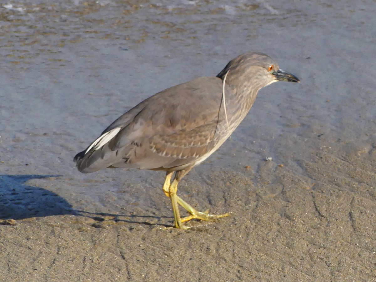 Black-crowned Night Heron - ML621729919