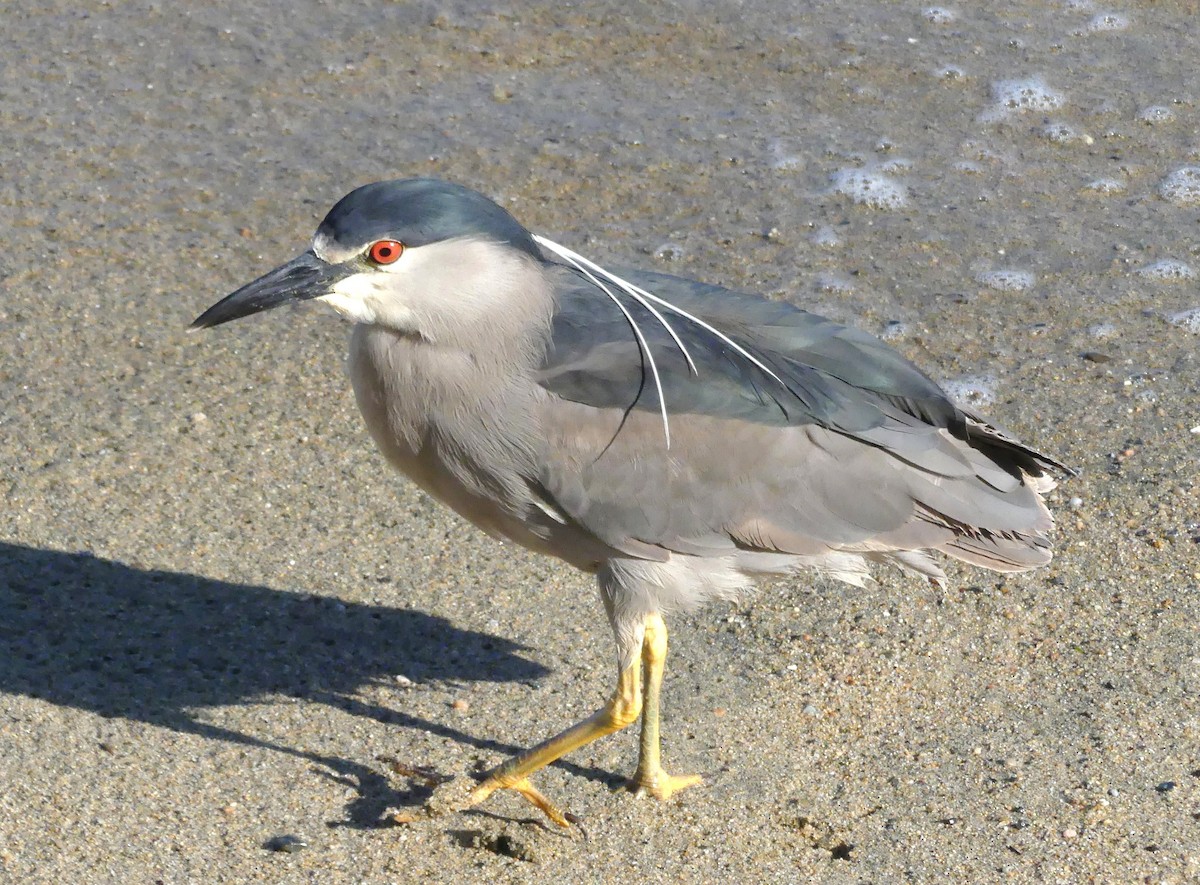 Black-crowned Night Heron - María Eliana Obando