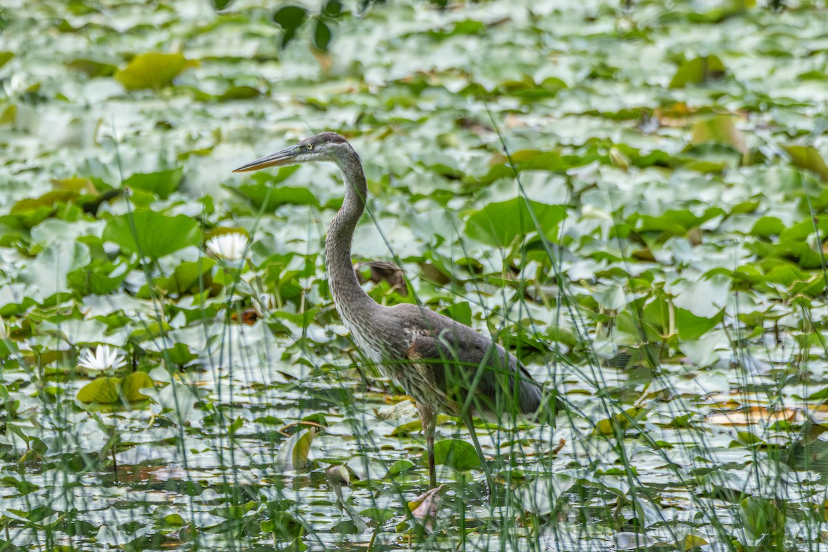 Garza Azulada - ML621729933