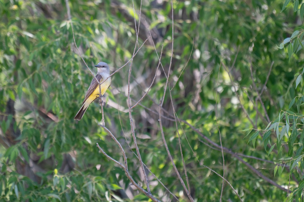 Western Kingbird - ML621729952