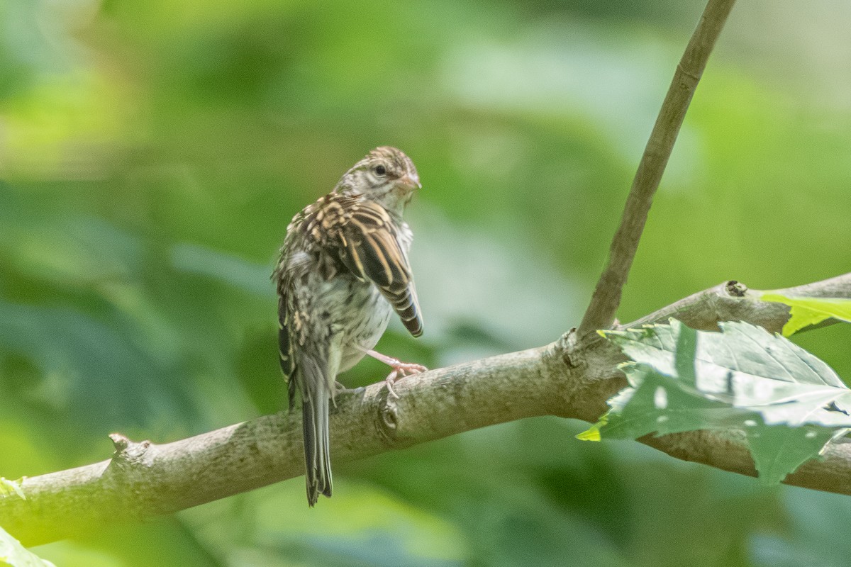 Chipping Sparrow - ML621729953