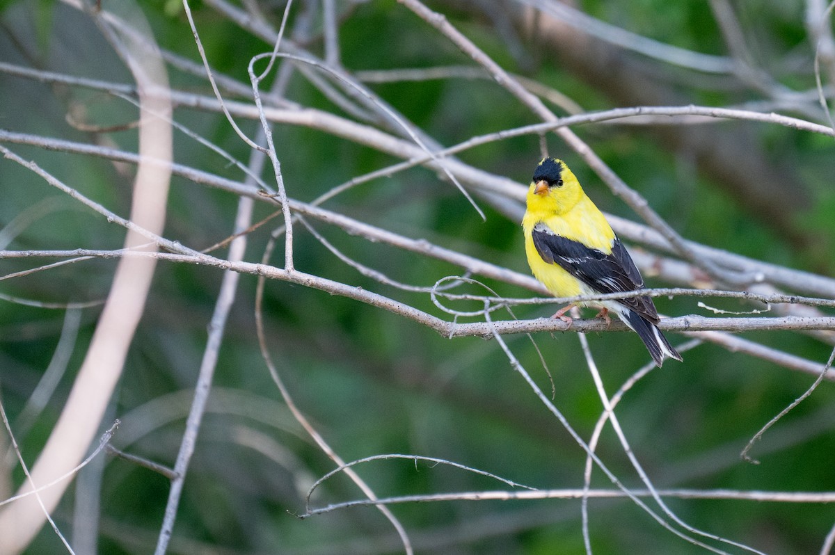 American Goldfinch - ML621729957