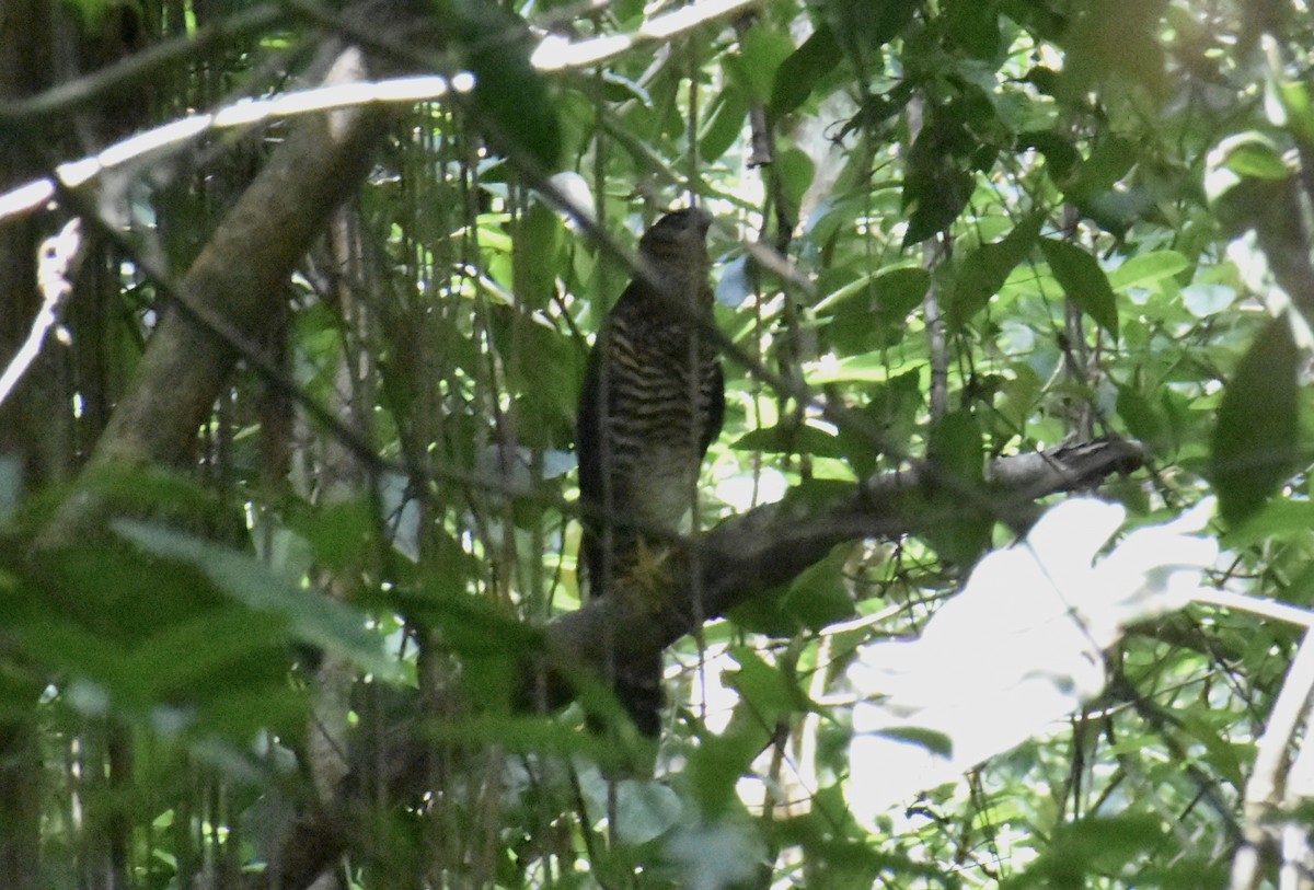 Collared Forest-Falcon - ML621729982