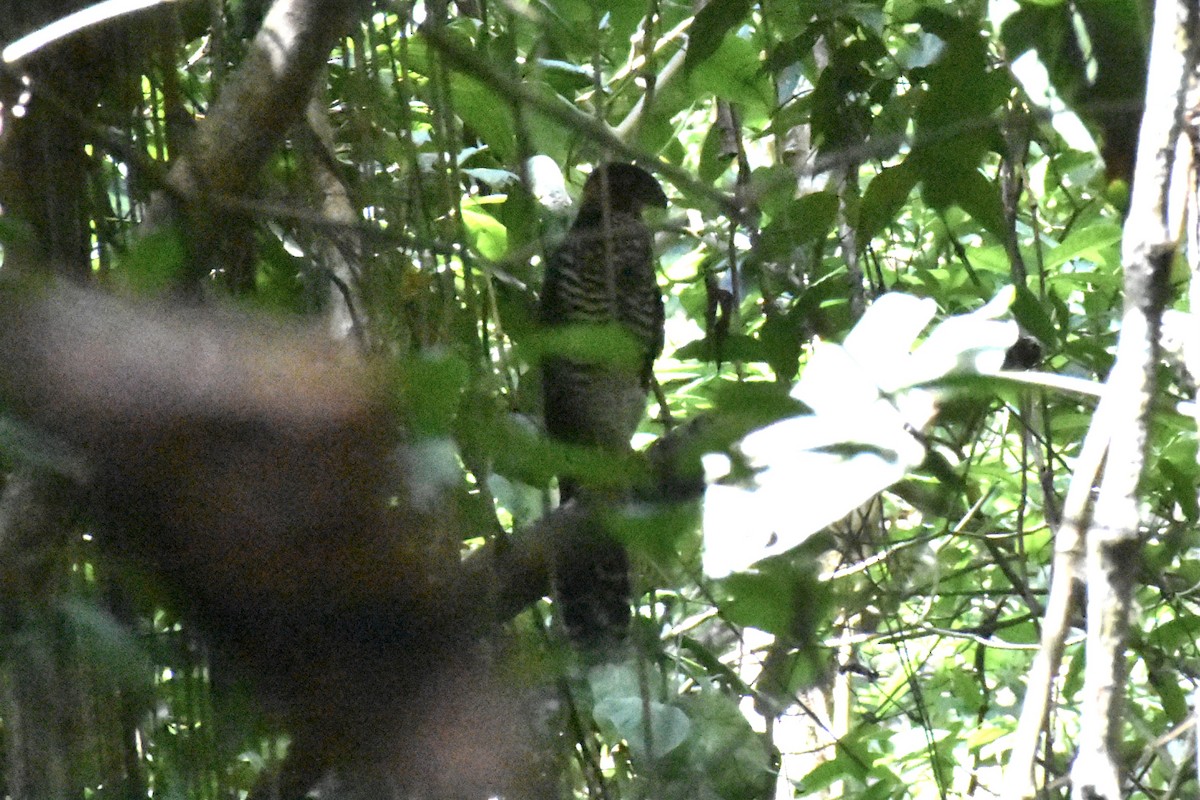 Collared Forest-Falcon - ML621729994