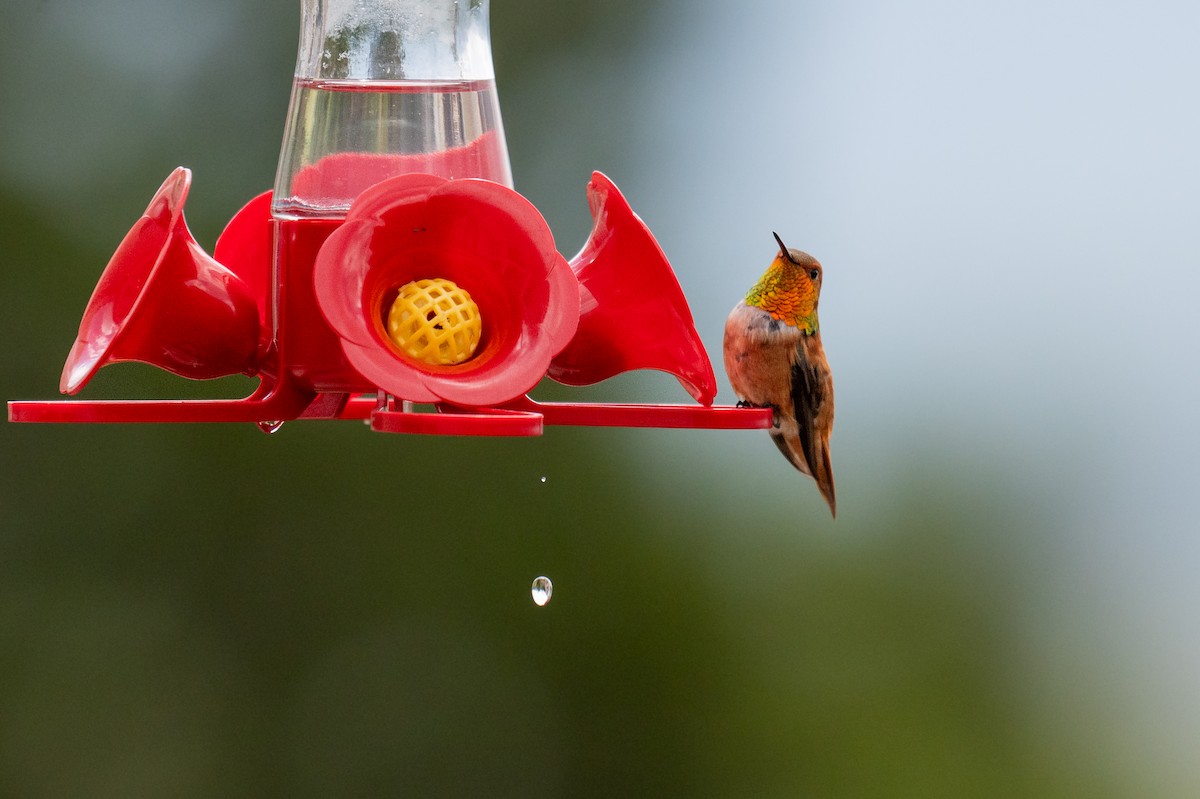 Rufous Hummingbird - Isaac Boardman