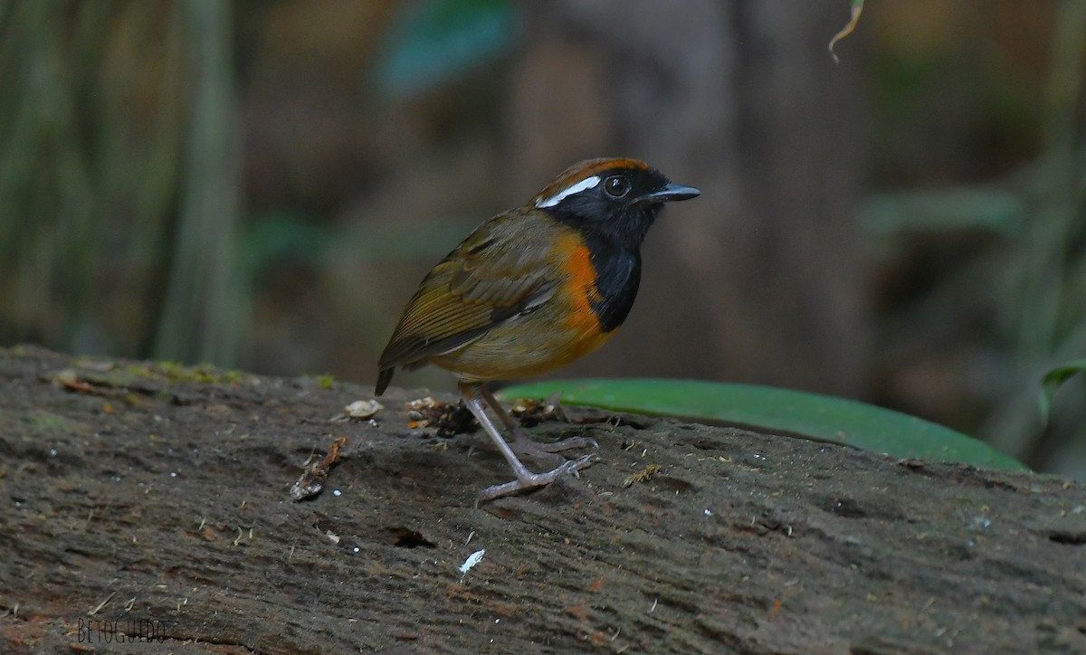 Black-breasted Gnateater - ML621730058