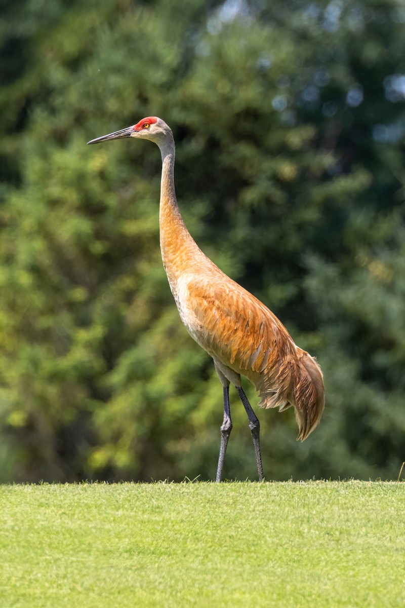 Sandhill Crane - ML621730102