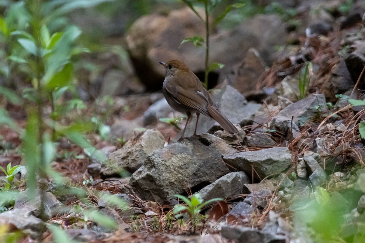 Russet Nightingale-Thrush - ML621730133