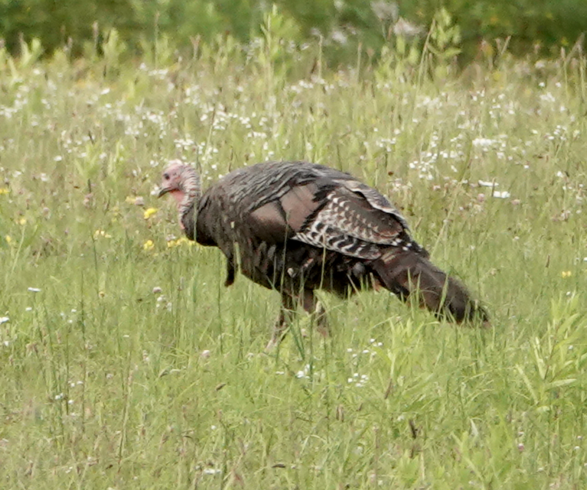 Wild Turkey - ML621730142