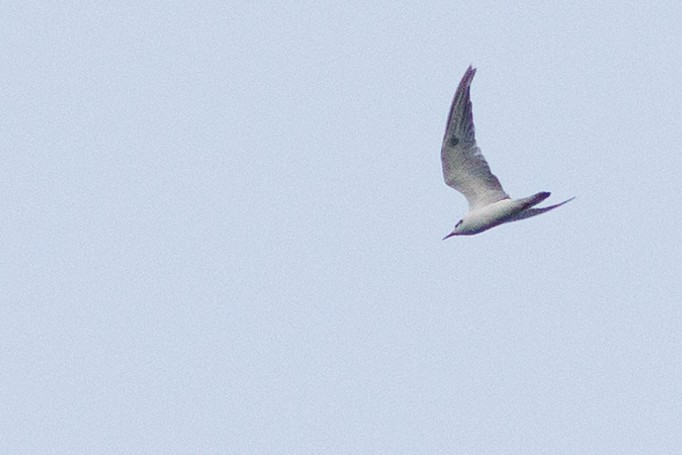 Whiskered Tern - ML621730200