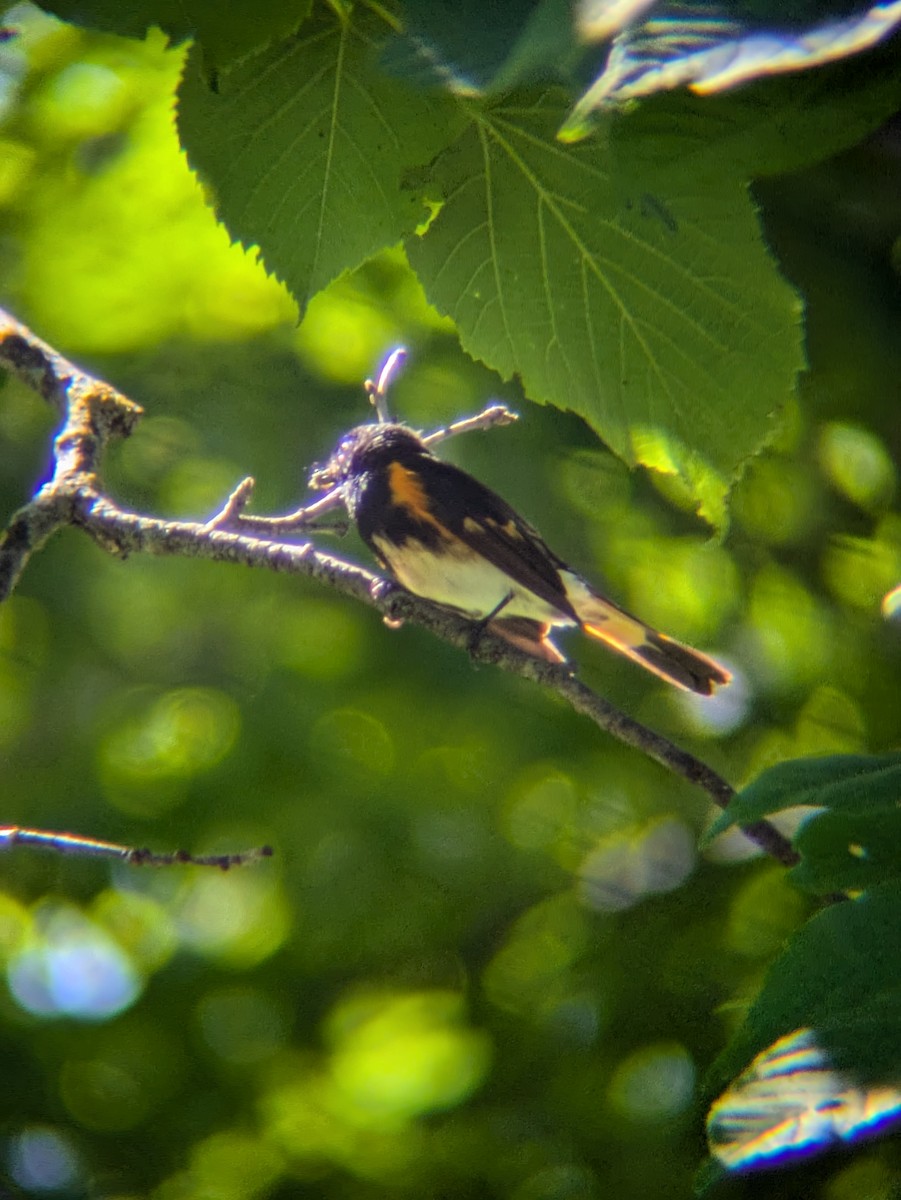 American Redstart - ML621730278