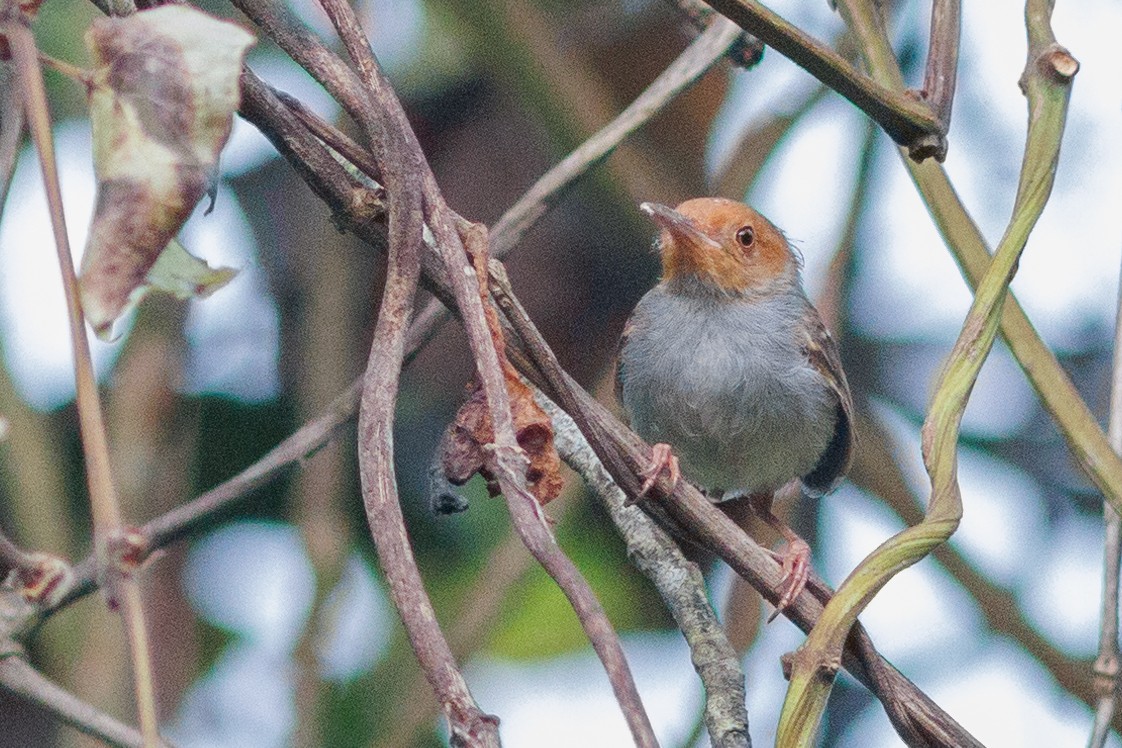 Ashy Tailorbird - ML621730286