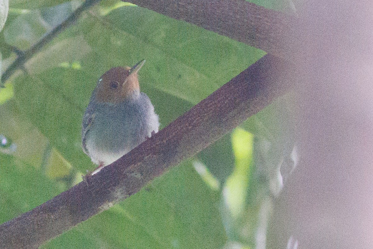 Ashy Tailorbird - ML621730290