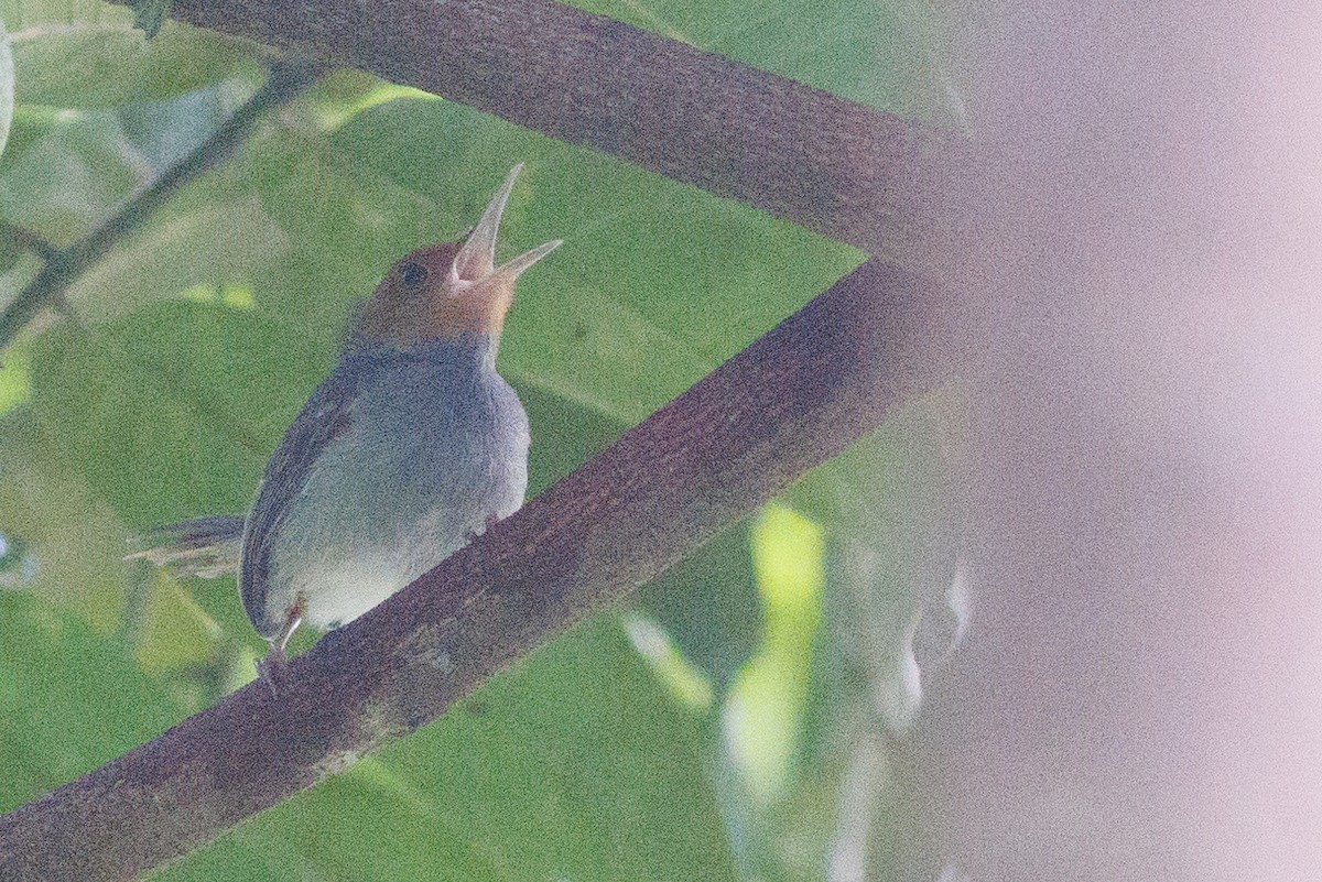 Ashy Tailorbird - Nathan Goldberg