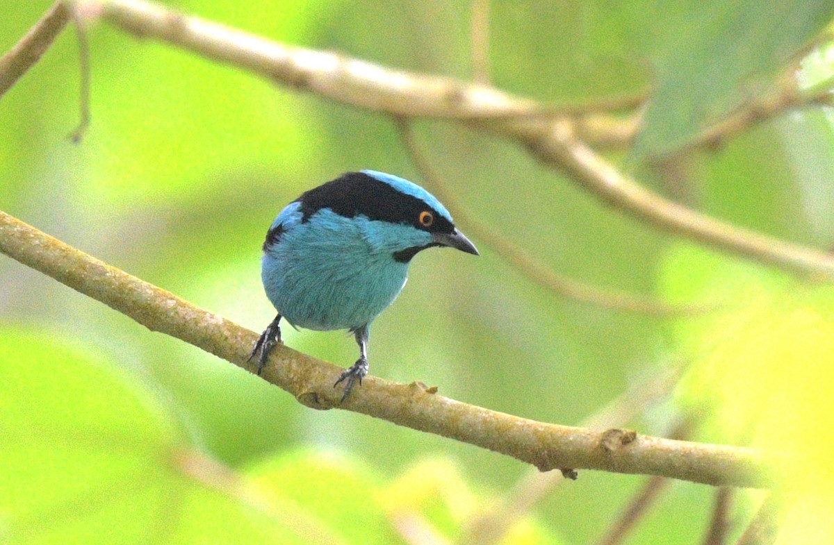 Turquoise Dacnis - ML621730294