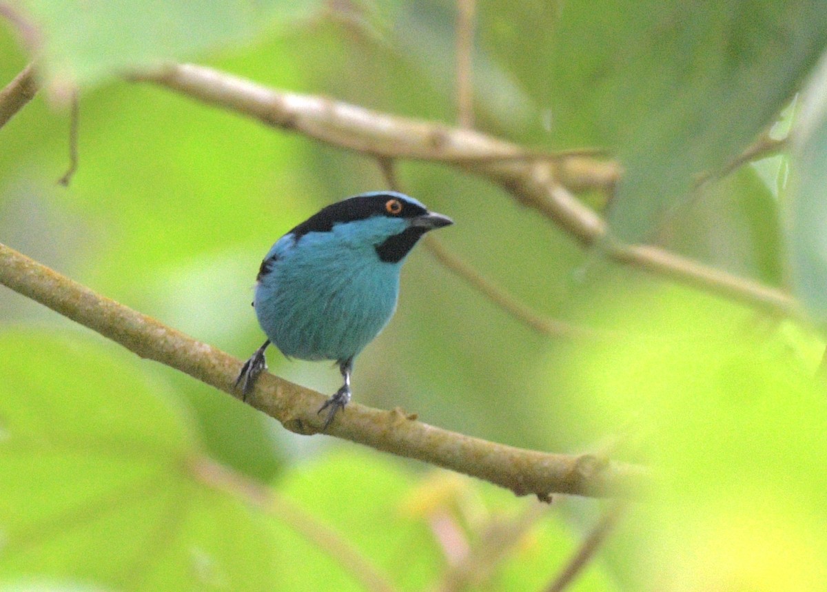 Turquoise Dacnis - ML621730295