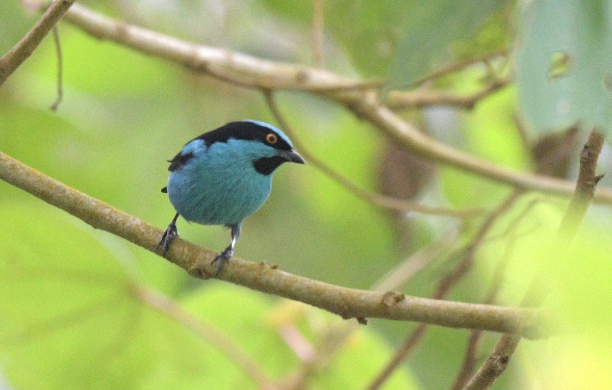 Turquoise Dacnis - ML621730296