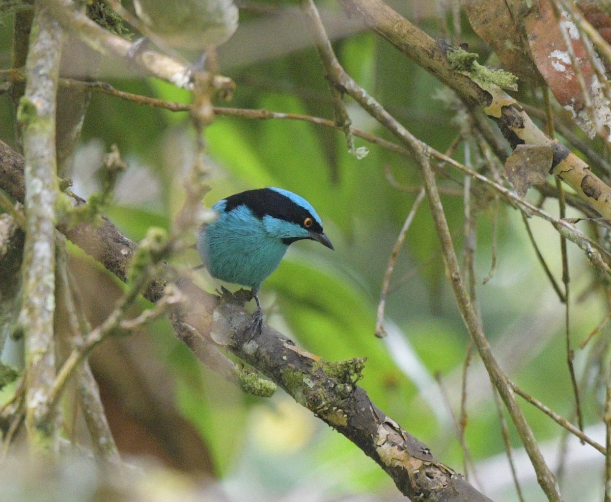 Turquoise Dacnis - ML621730297