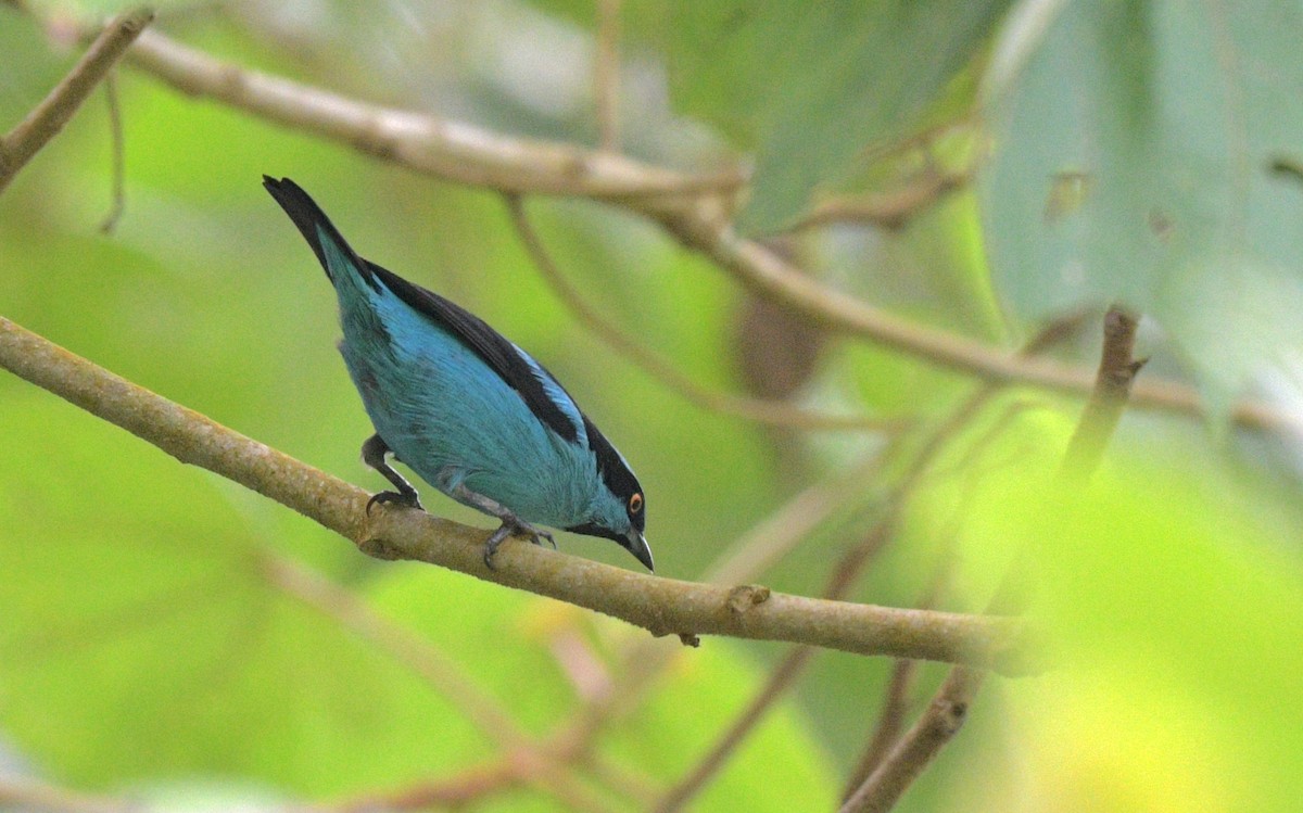 Turquoise Dacnis - ML621730298