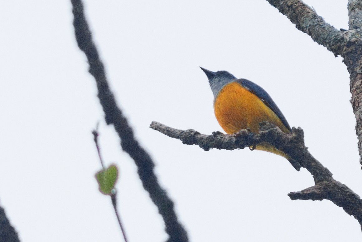 Orange-bellied Flowerpecker - ML621730302