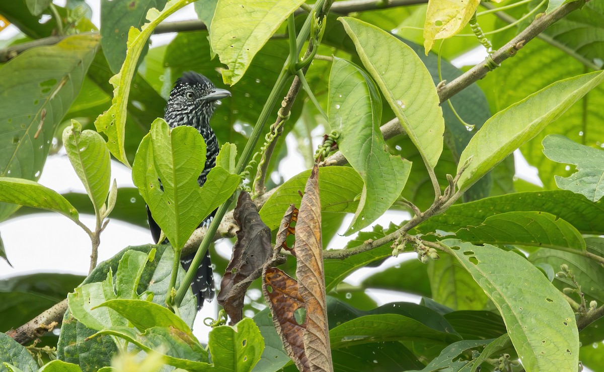 Lined Antshrike - Connor Cochrane