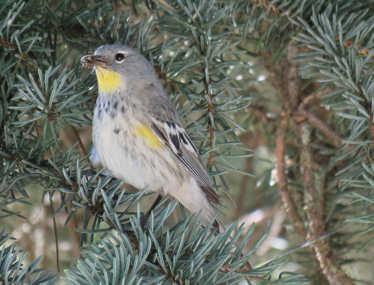 Yellow-rumped Warbler - ML62173031