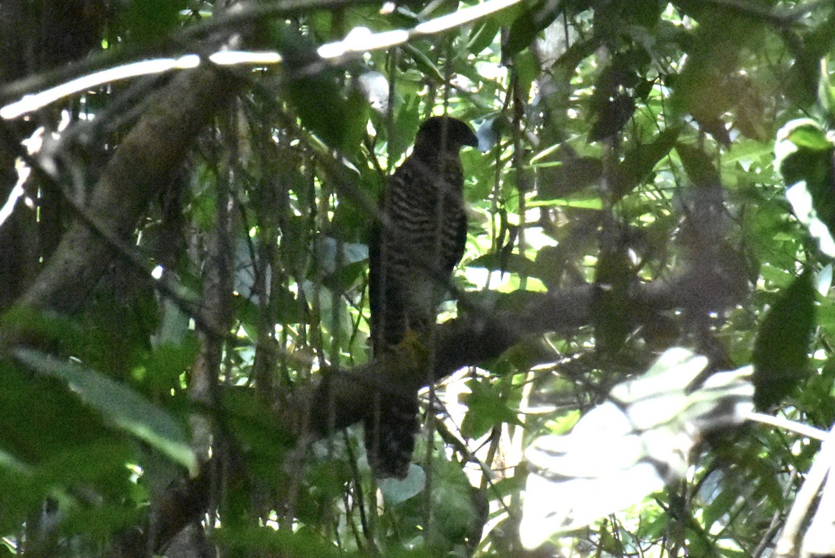 Collared Forest-Falcon - ML621730330