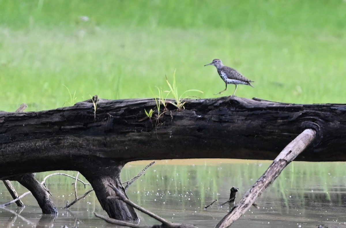 Spotted Sandpiper - ML621730376