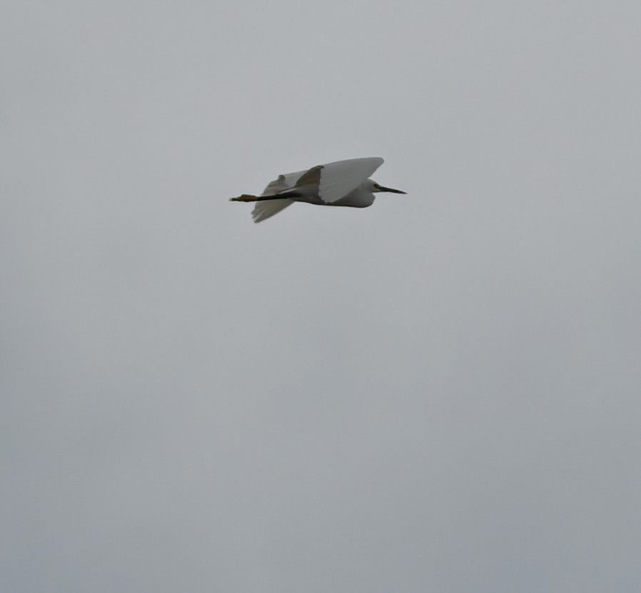 Snowy Egret - ML621730387