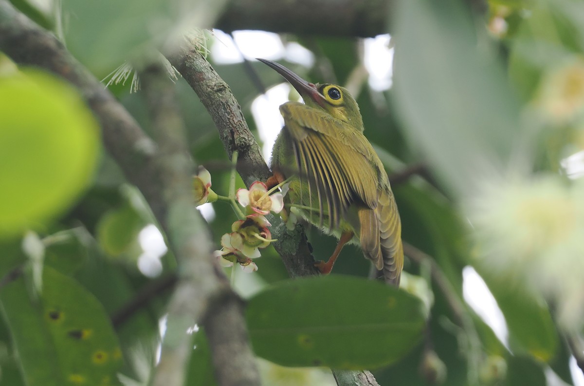 Spectacled Spiderhunter - ML621730401