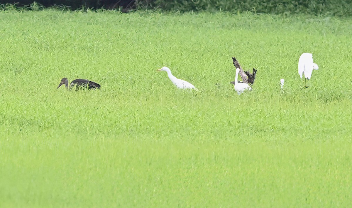 Western Cattle-Egret - ML621730403