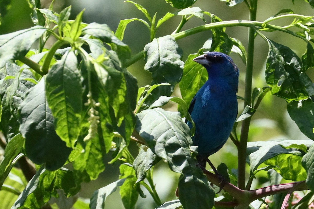 Indigo Bunting - ML621730427