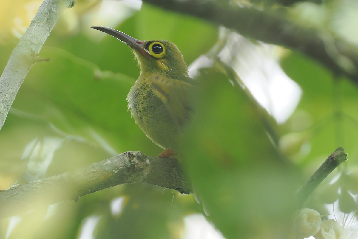 Spectacled Spiderhunter - ML621730441