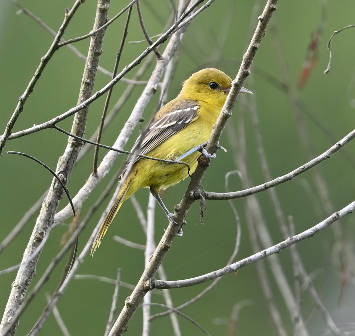 Orchard Oriole - ML621730444
