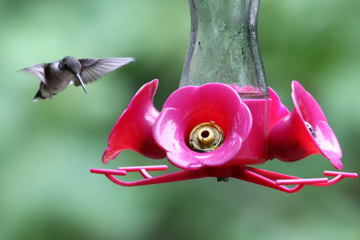 Colibri à gorge rubis - ML621730456