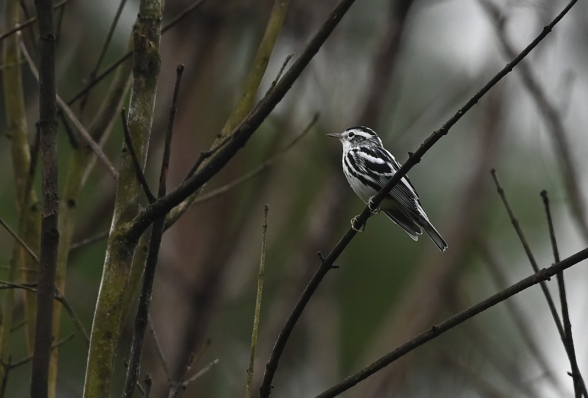 Black-and-white Warbler - ML621730459