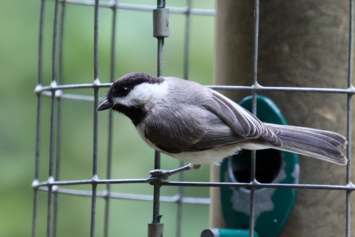 Mésange de Caroline - ML621730462