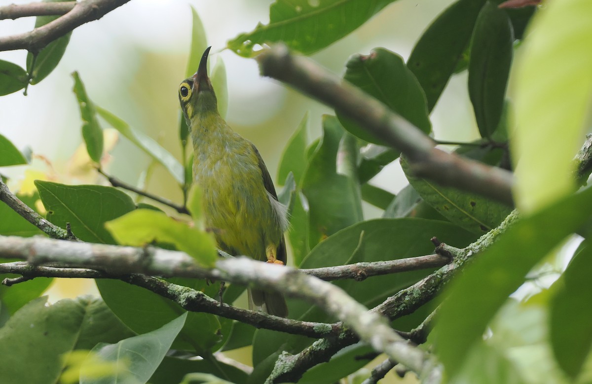 Spectacled Spiderhunter - ML621730464