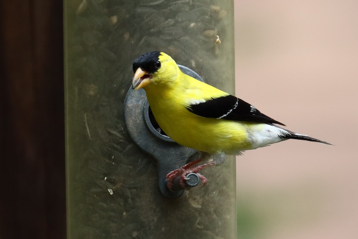 Chardonneret jaune - ML621730501