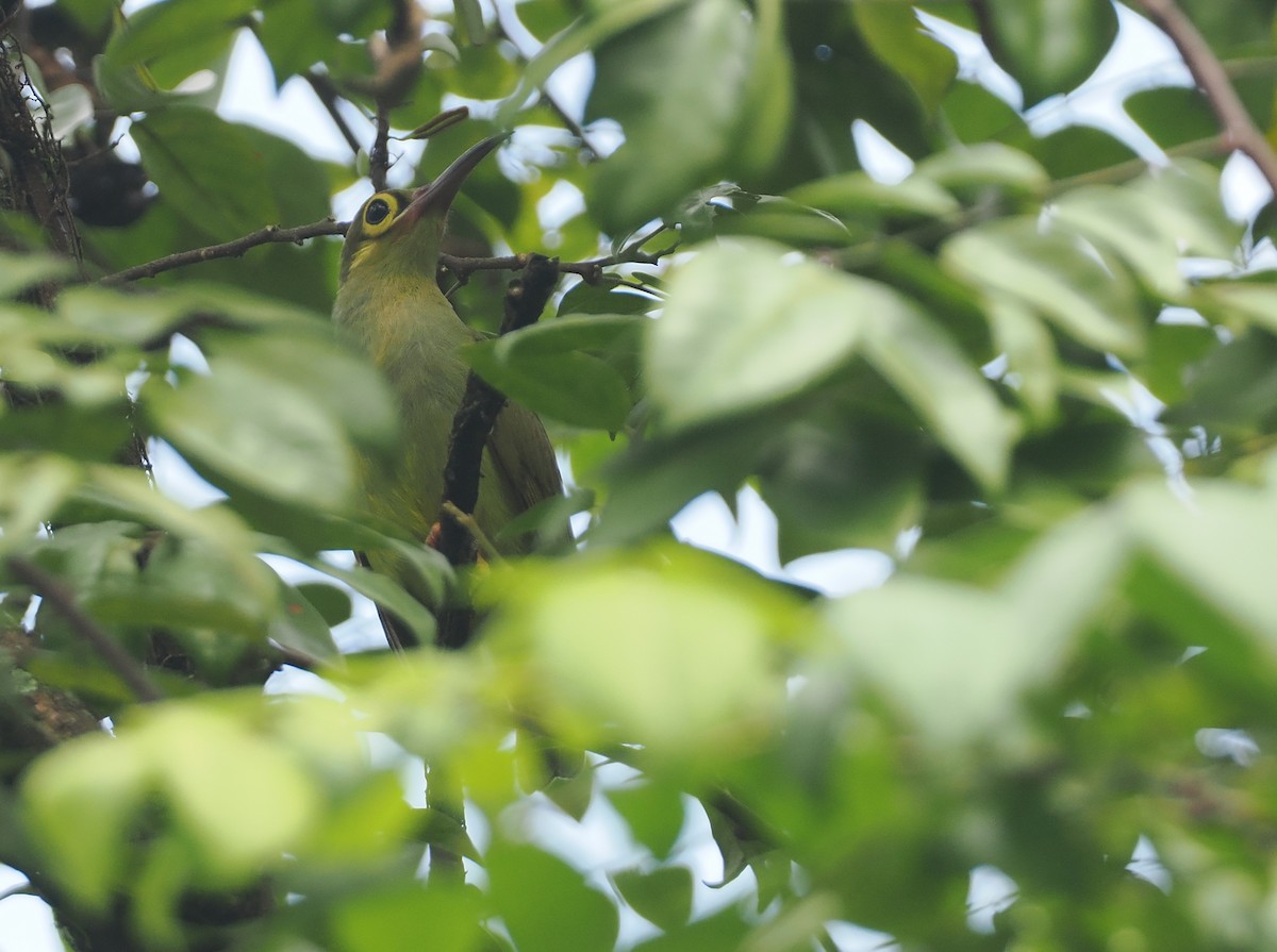 Spectacled Spiderhunter - ML621730503