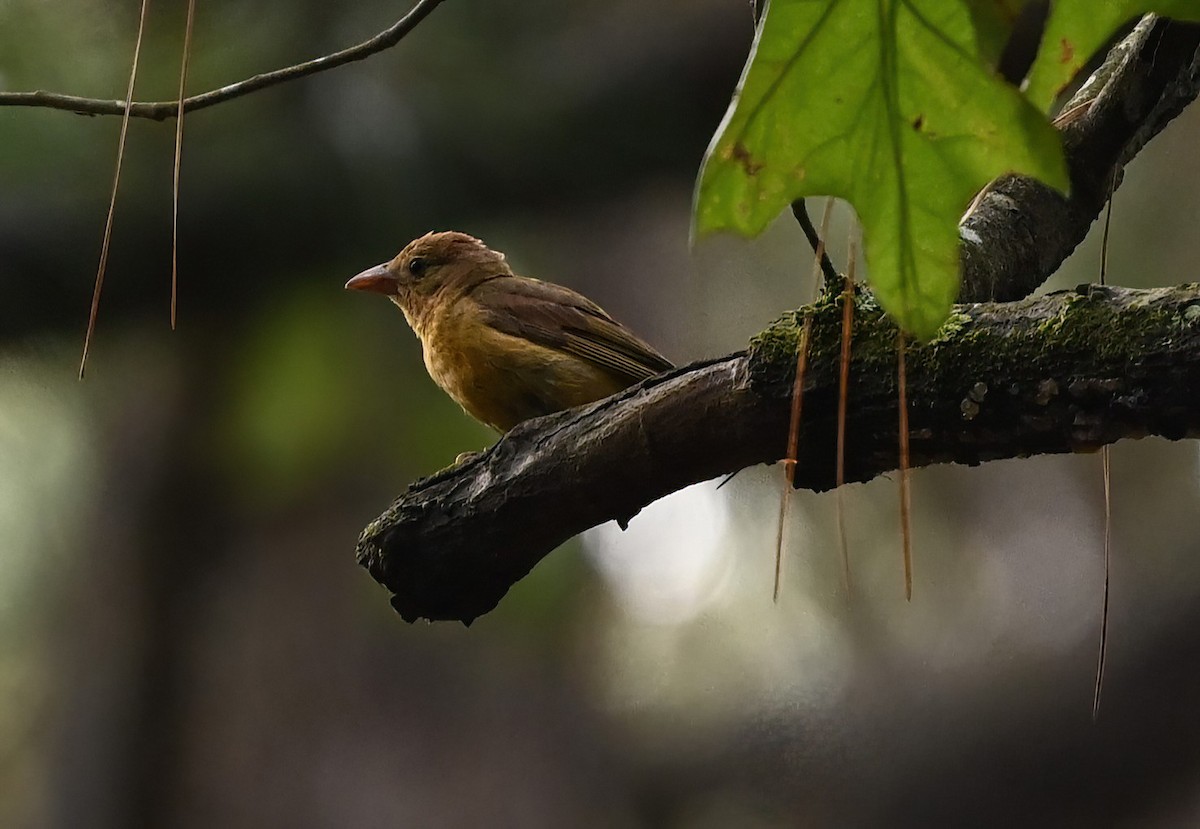 Summer Tanager - ML621730508
