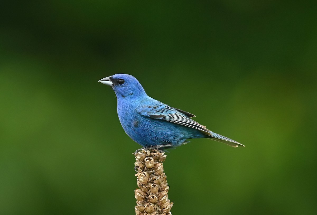 Indigo Bunting - ML621730516