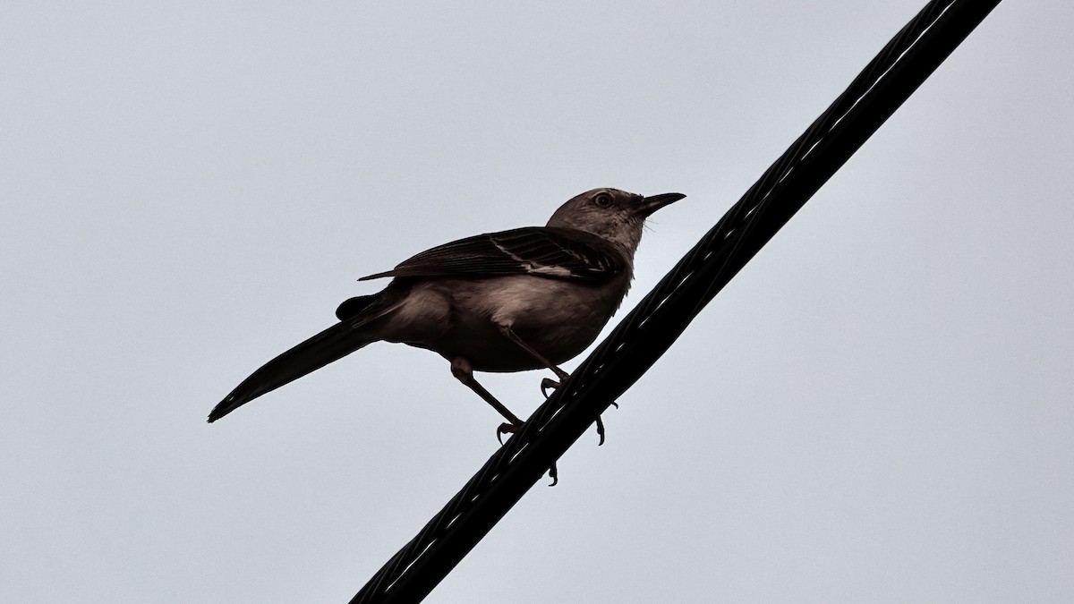 Northern Mockingbird - ML621730542