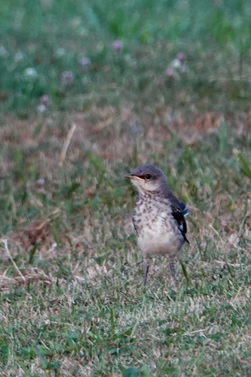 Northern Mockingbird - ML621730551