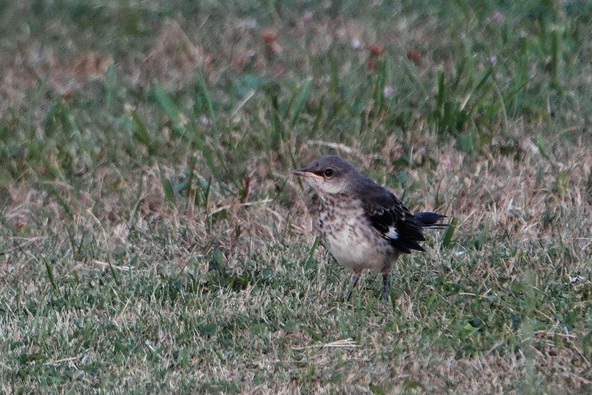 Northern Mockingbird - ML621730562