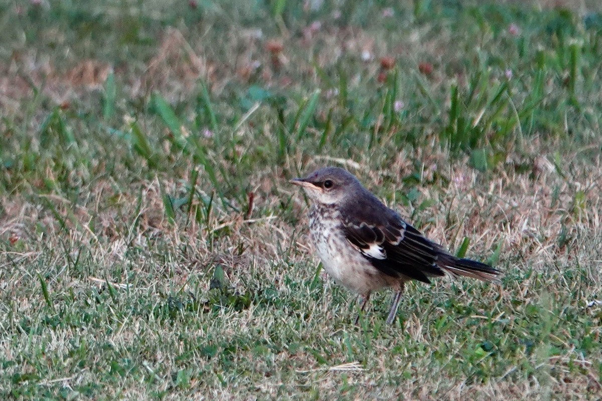 Northern Mockingbird - ML621730569