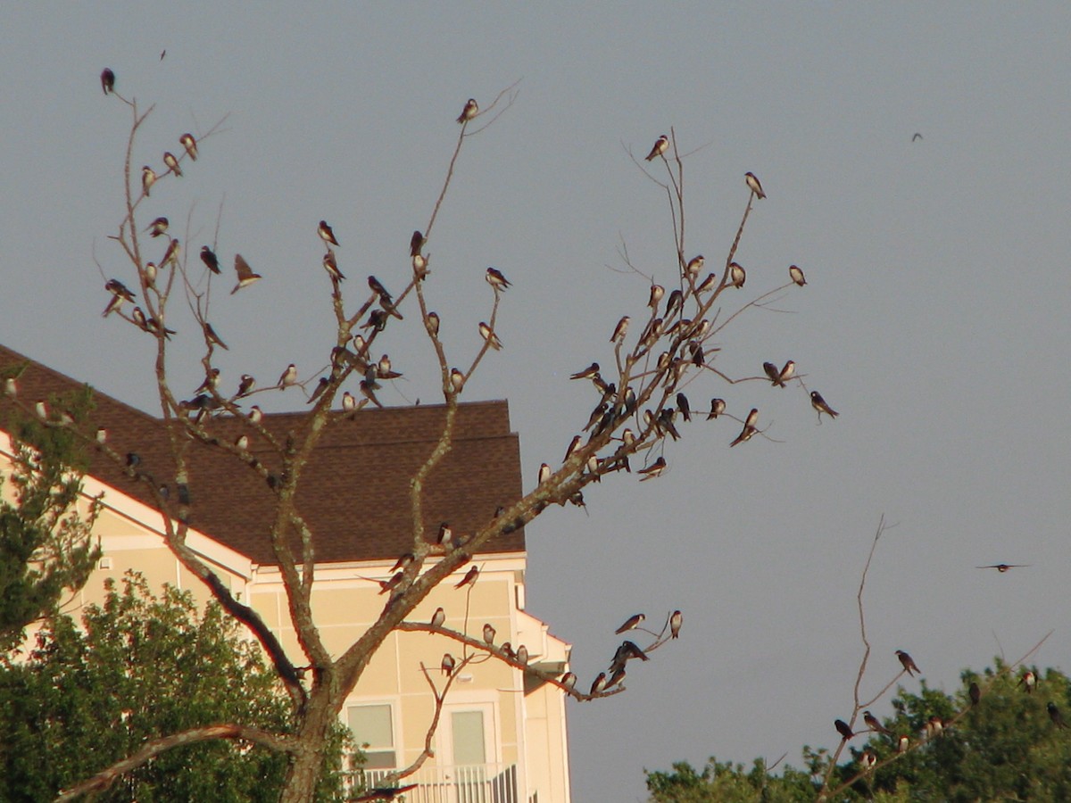 Tree Swallow - ML62173061